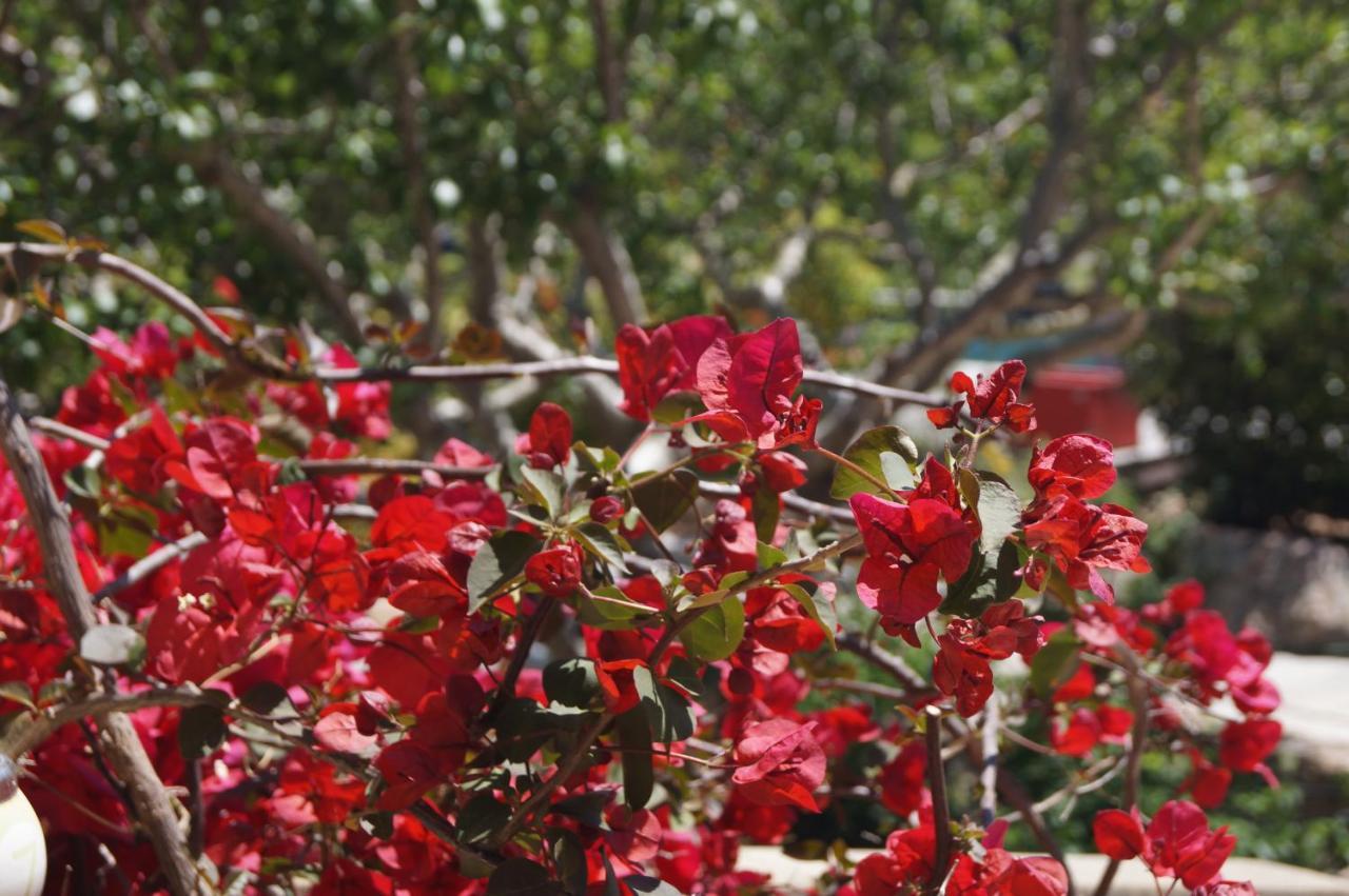Les Jardins De Santa Giulia - Charmante Chambre D'Hote Порто-Веккьо Экстерьер фото